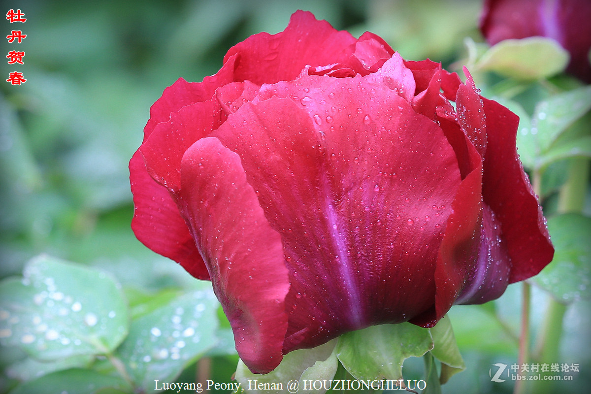 洛阳牡丹贺新春