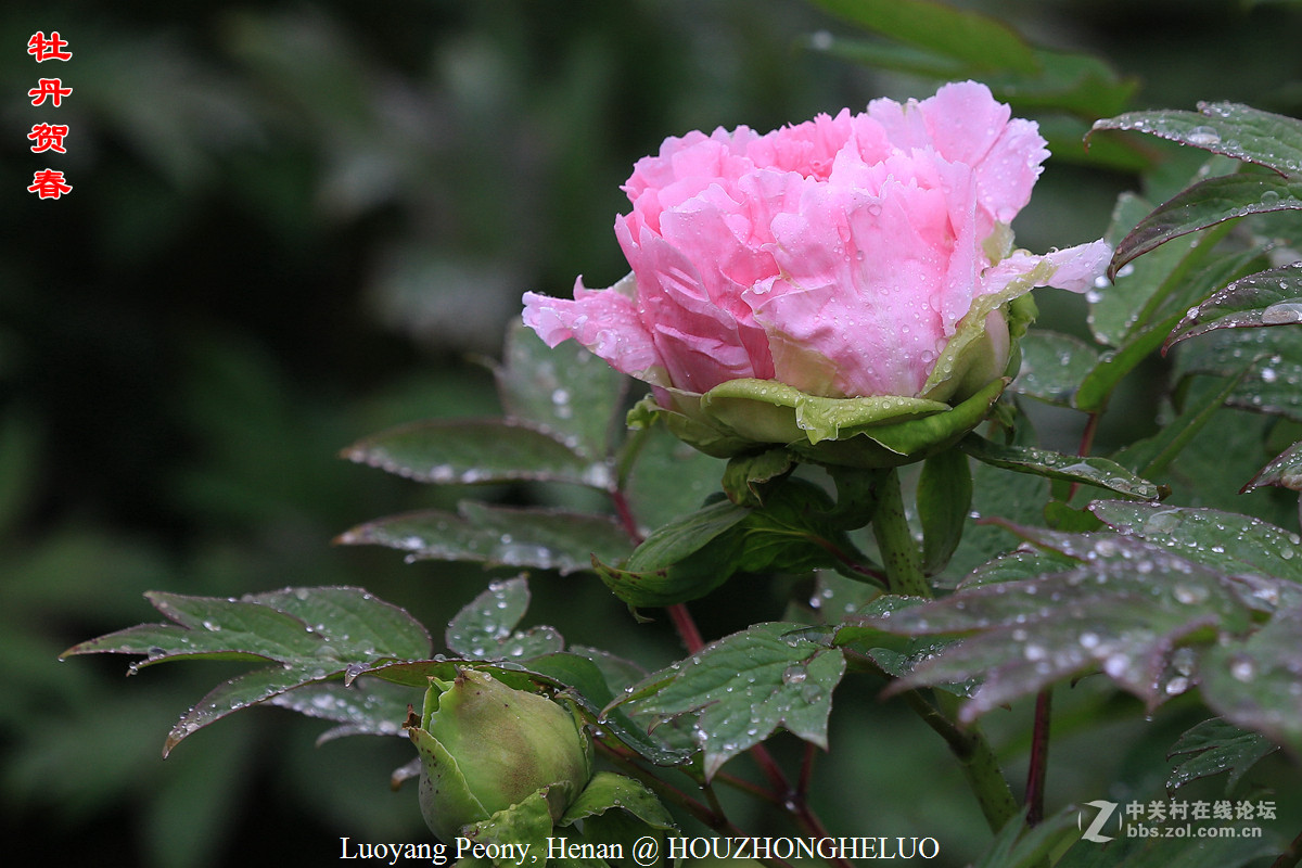 洛阳牡丹贺新春
