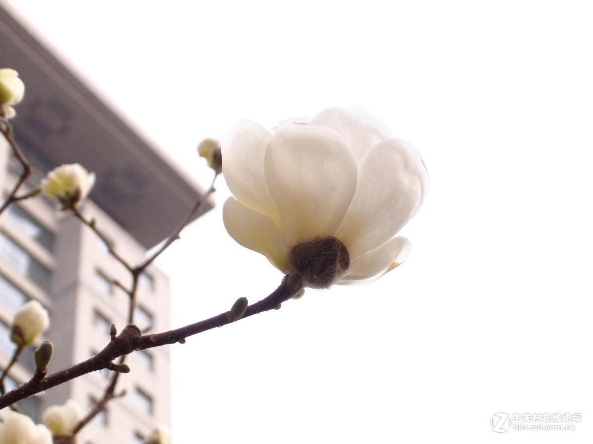 校园飘香白玉兰
