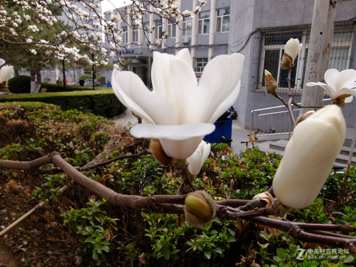 校园飘香白玉兰