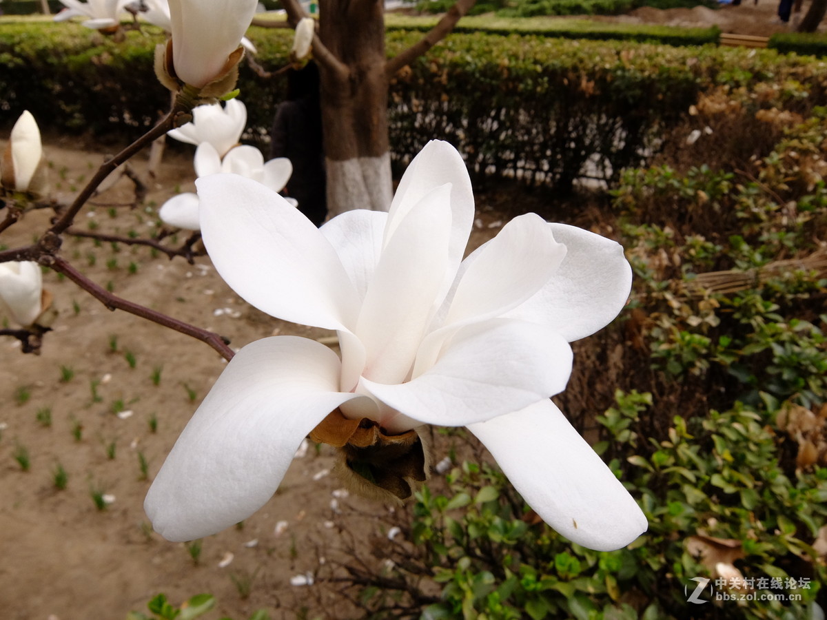 校园飘香白玉兰