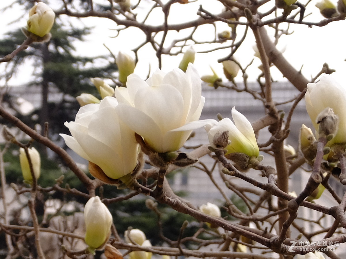 校园飘香白玉兰