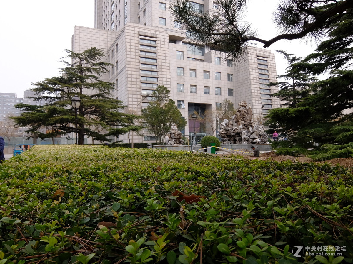 校园飘香白玉兰