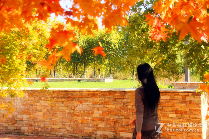 闲拍葛西河的枫