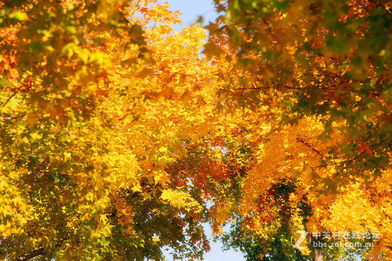 闲拍葛西河的枫