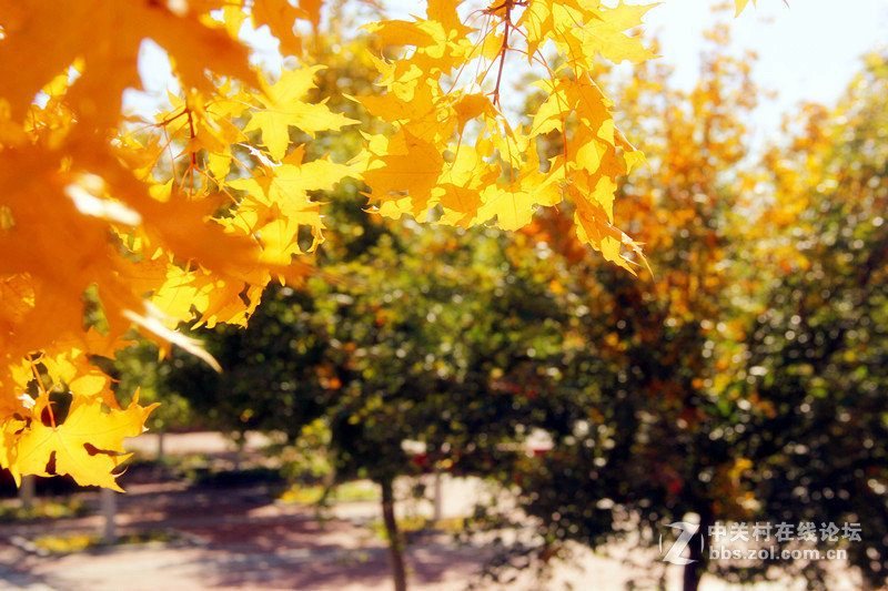 闲拍葛西河的枫