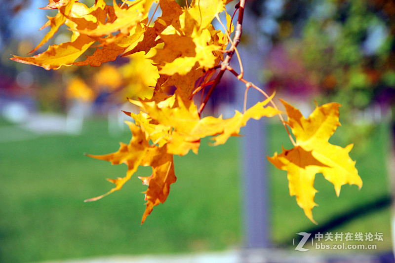 闲拍葛西河的枫