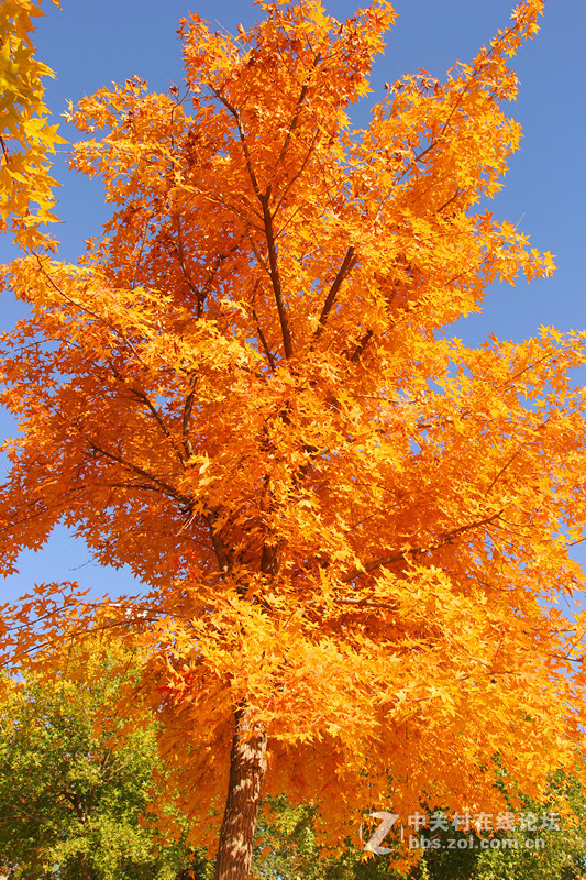 闲拍葛西河的枫