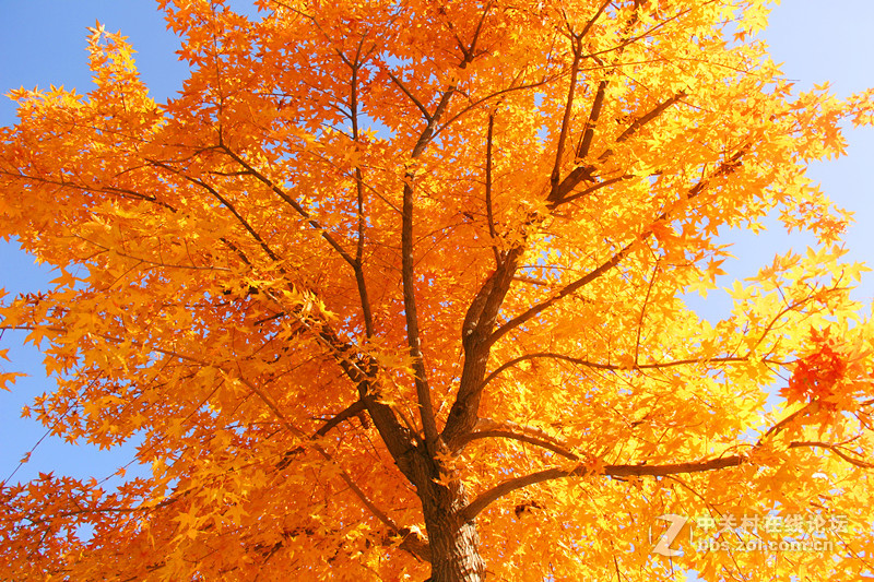 闲拍葛西河的枫