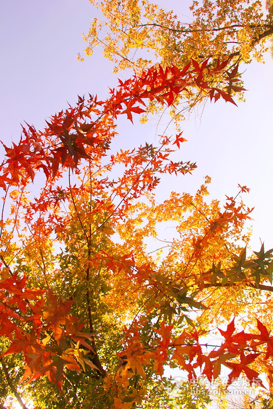 闲拍葛西河的枫