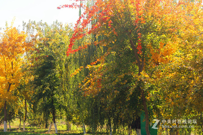 闲拍葛西河的枫