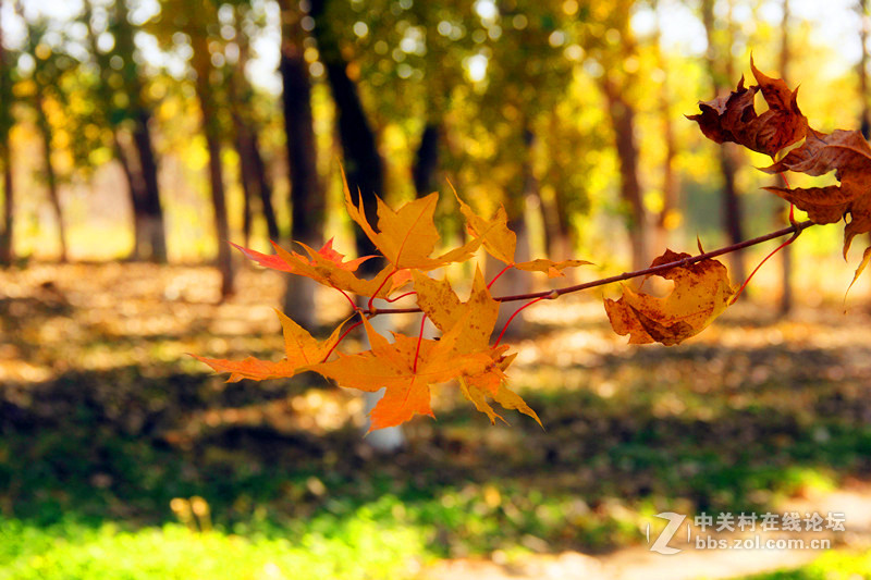闲拍葛西河的枫