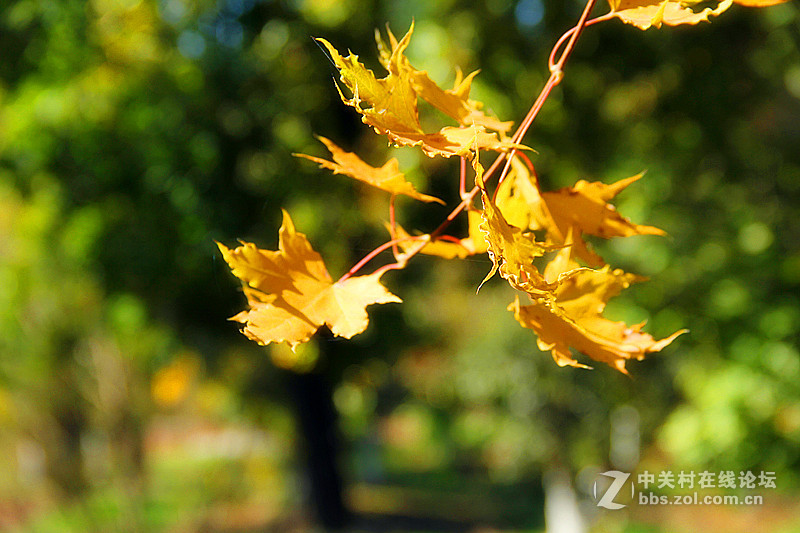 闲拍葛西河的枫