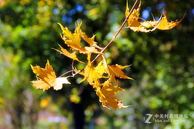 闲拍葛西河的枫