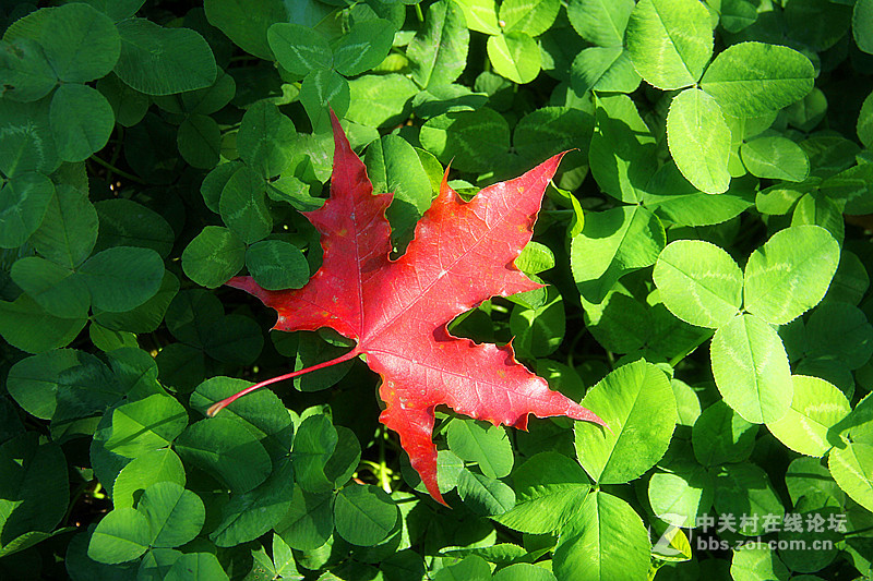 闲拍葛西河的枫