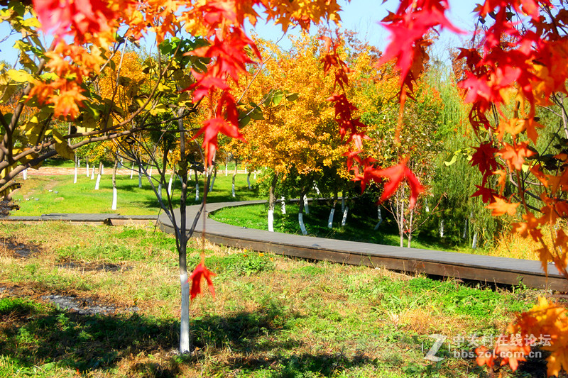 闲拍葛西河的枫
