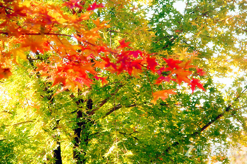 闲拍葛西河的枫