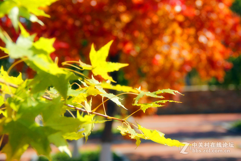 闲拍葛西河的枫