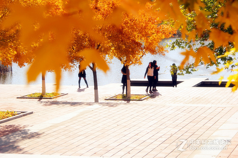 闲拍葛西河的枫