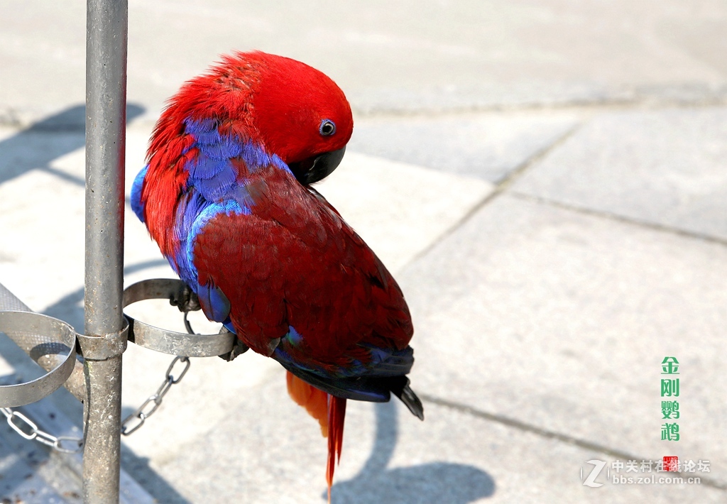 金刚鹦鹉