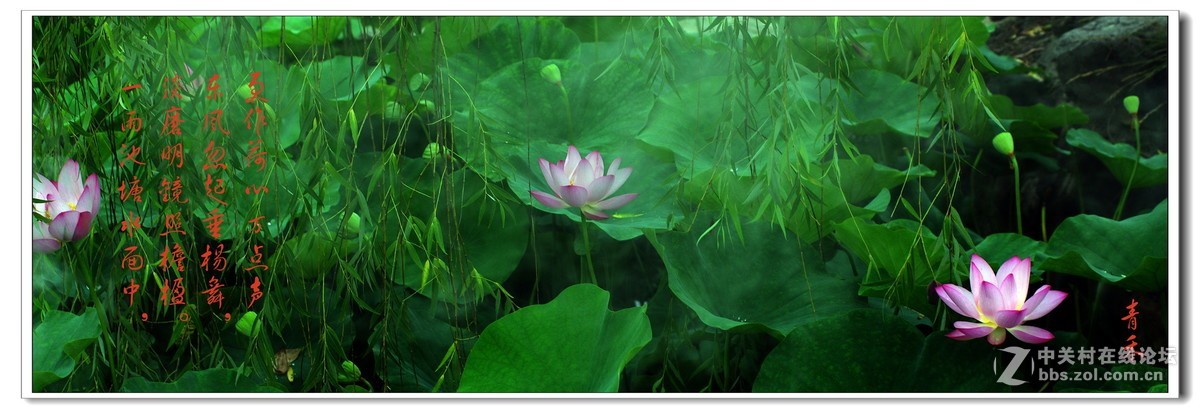 宽银幕与荷花