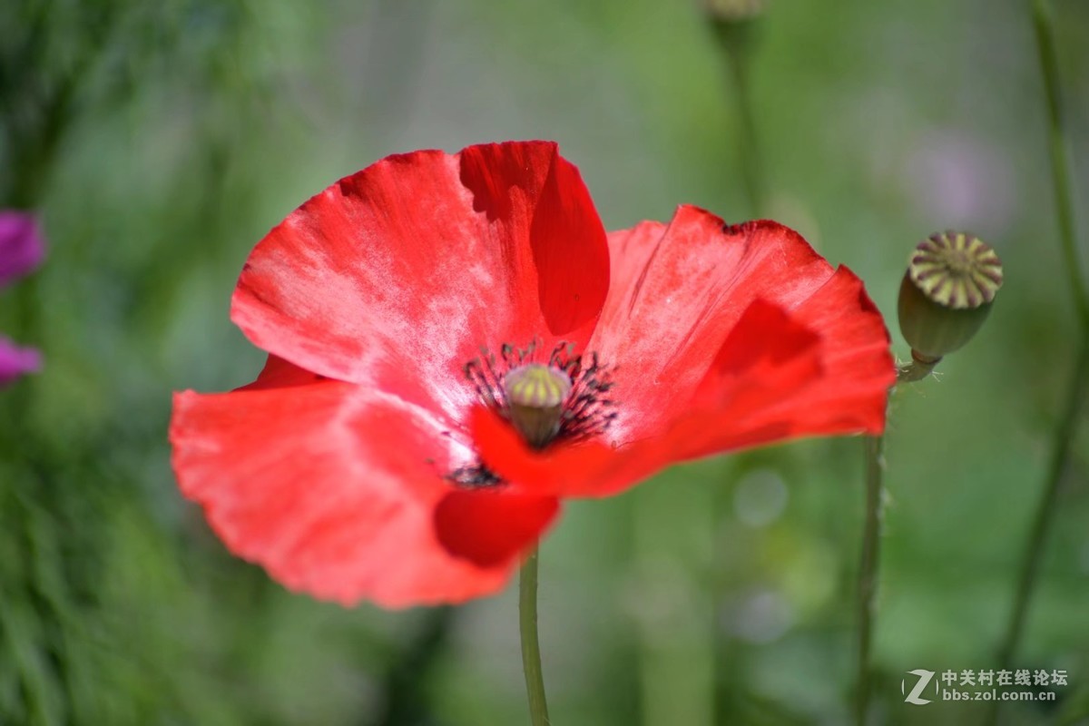 腾龙AF70-300（A17）  九寨沟黄龙五彩池