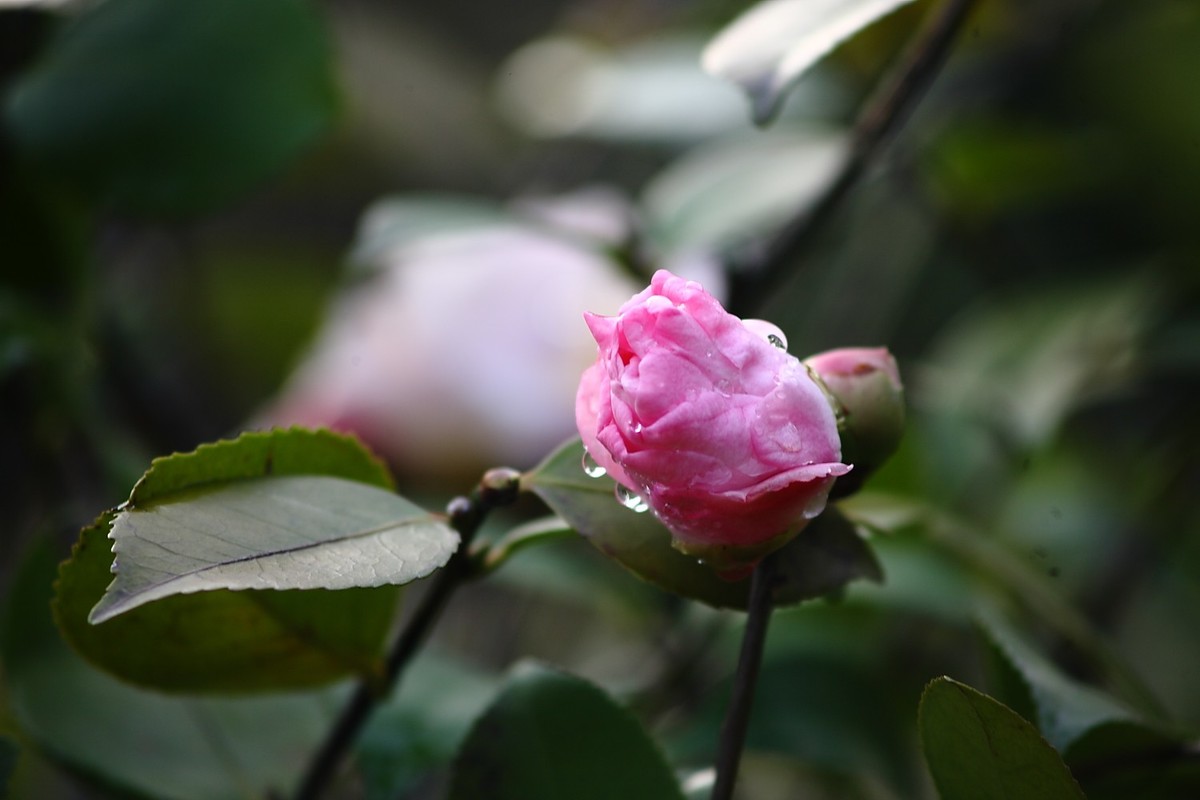 佳能EF100-300  F5.6老镜头拍山茶花