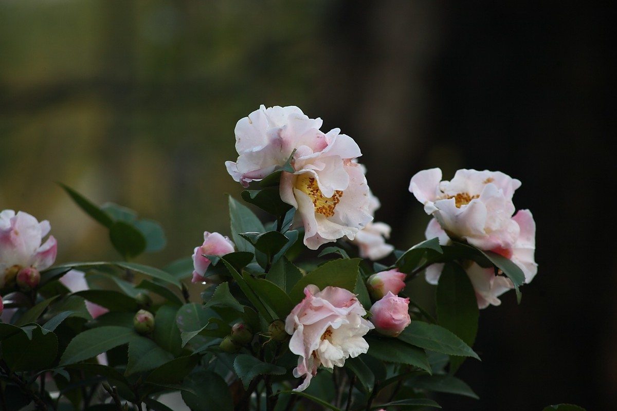 佳能EF100-300  F5.6老镜头拍山茶花