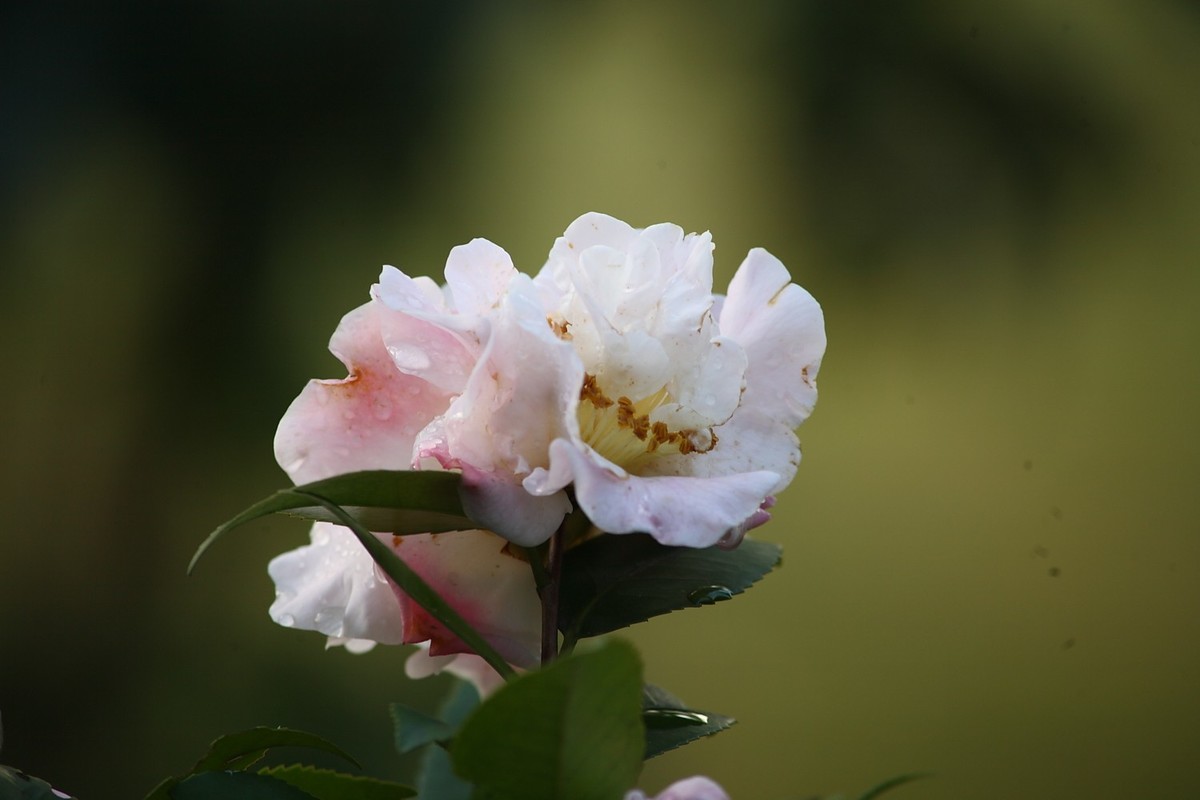 佳能EF100-300  F5.6老镜头拍山茶花