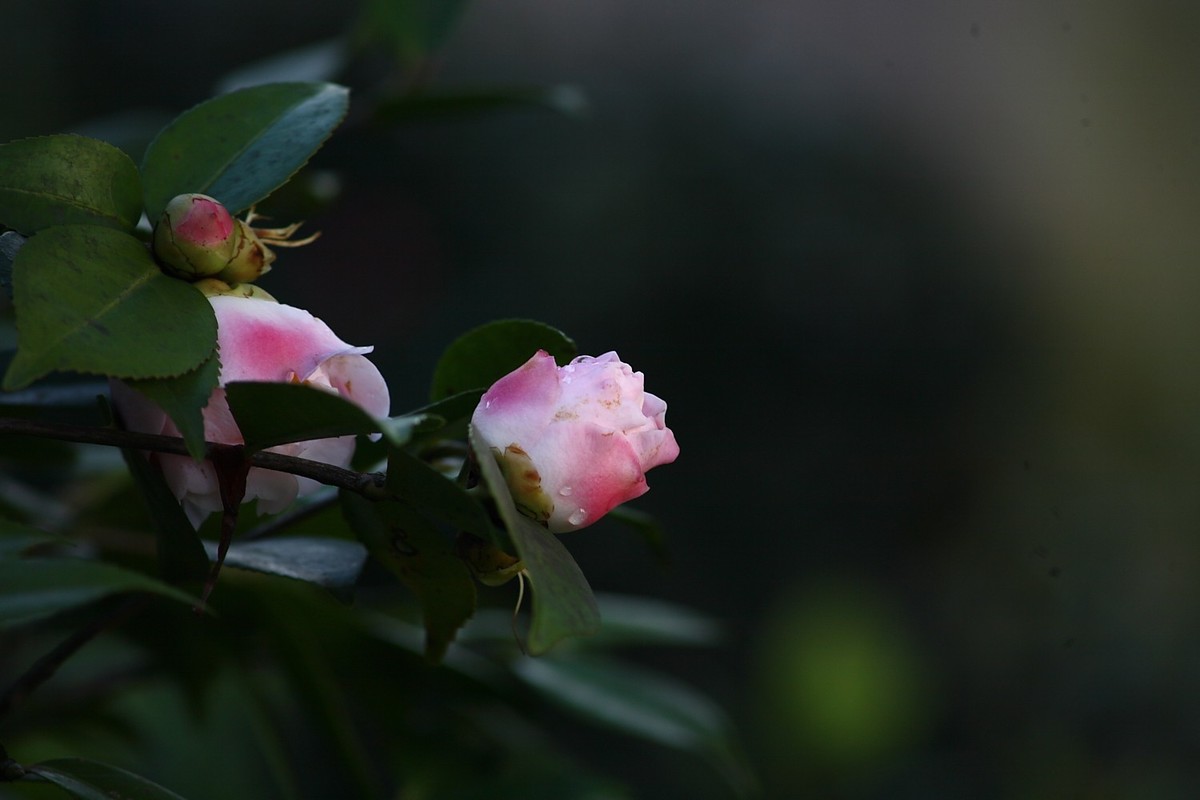 佳能EF100-300  F5.6老镜头拍山茶花