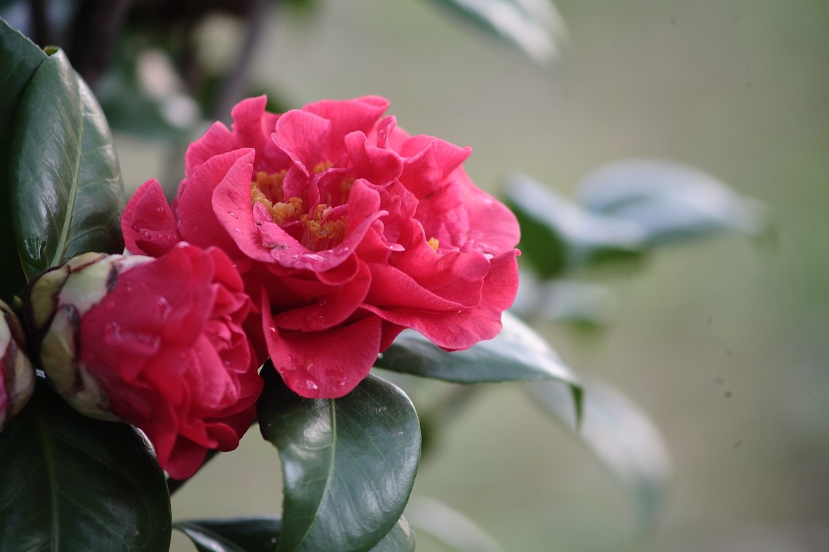 佳能EF100-300  F5.6老镜头拍山茶花