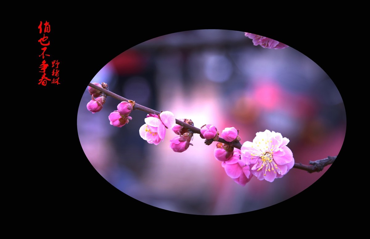 梅花