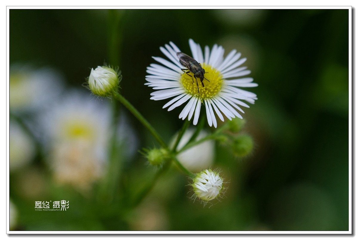 富士80mm f/2.8 R LM OIS WR Macro 试镜，野趣