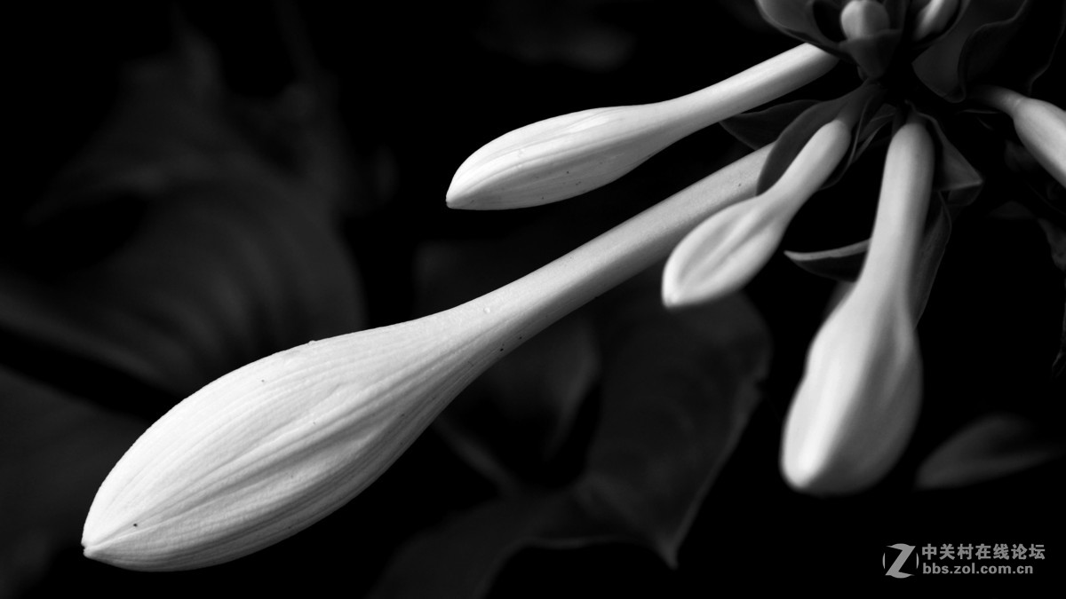 黑白花卉