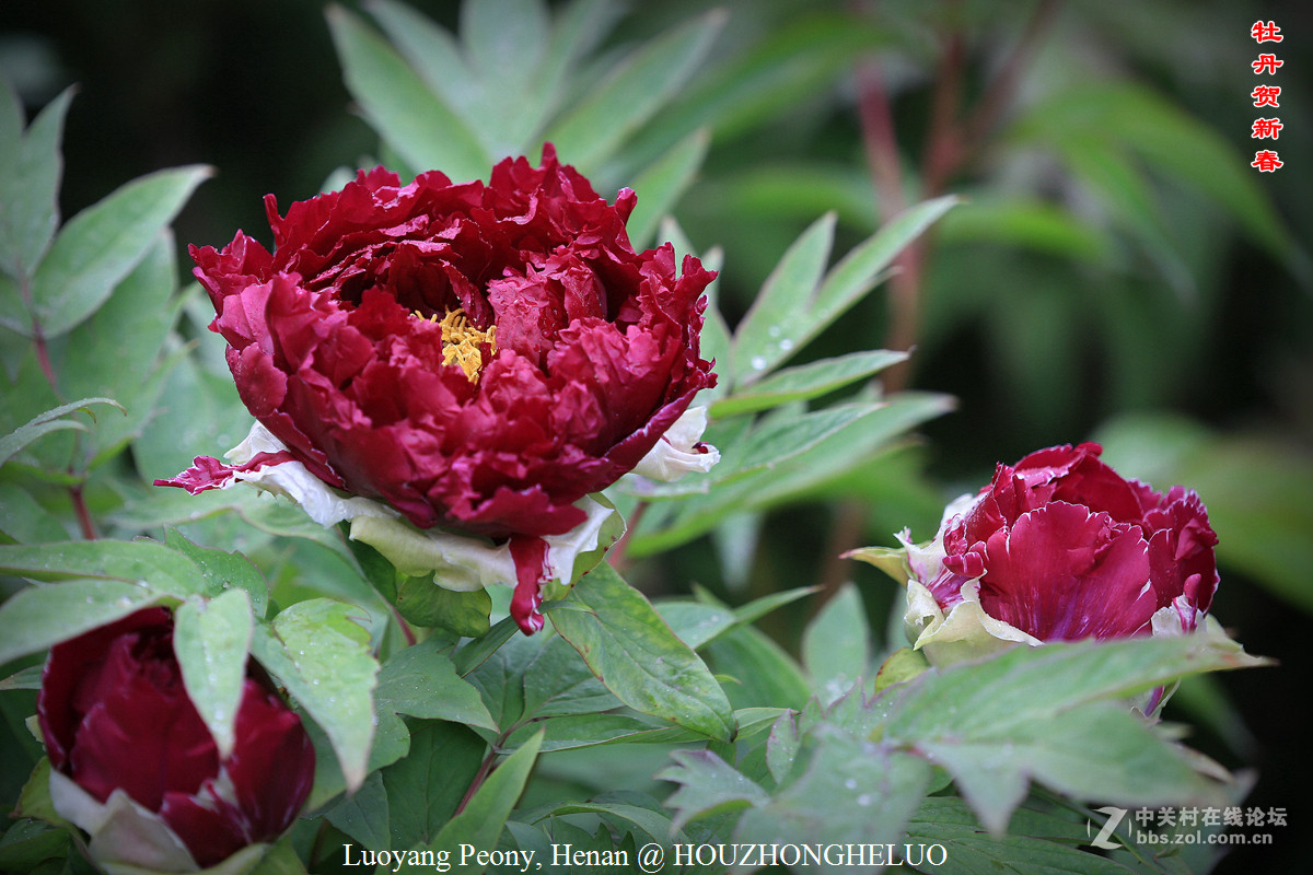 洛阳牡丹贺新春
