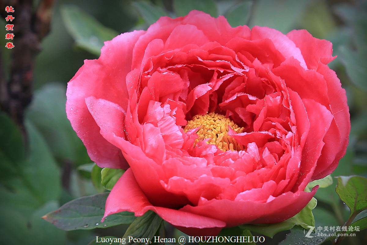 洛阳牡丹贺新春