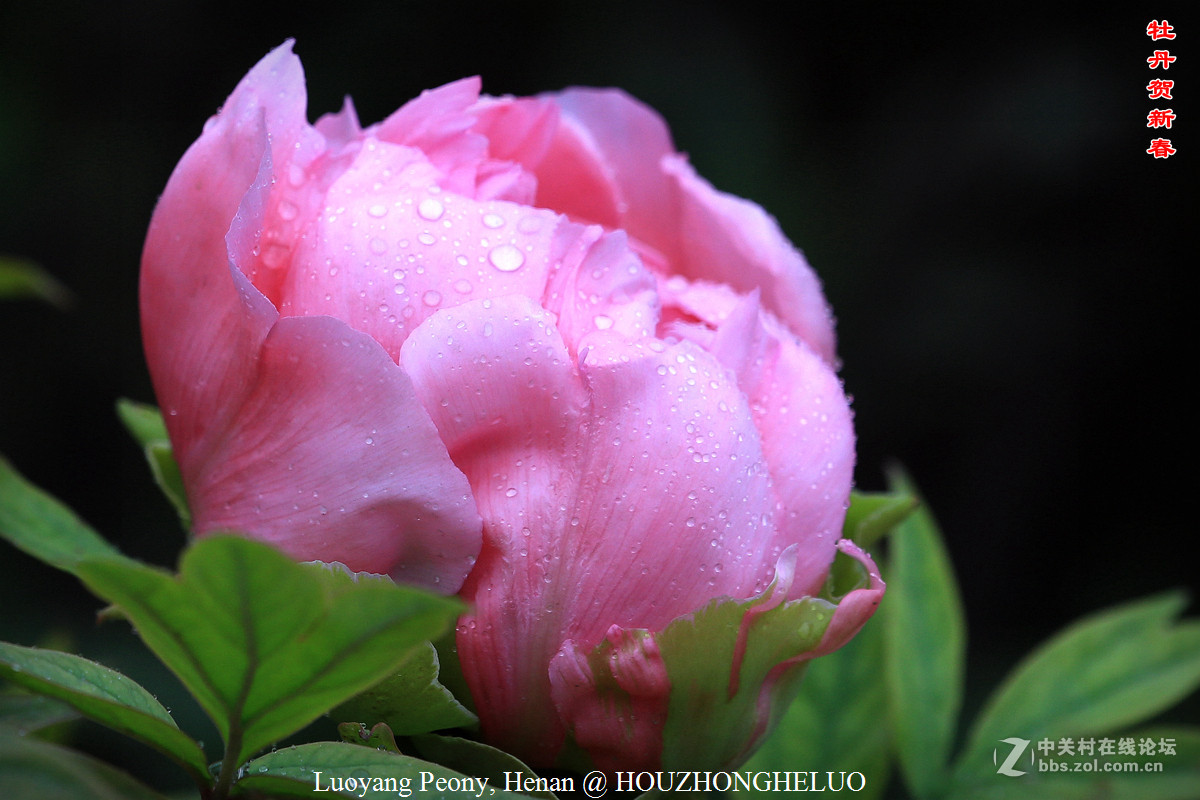 洛阳牡丹贺新春