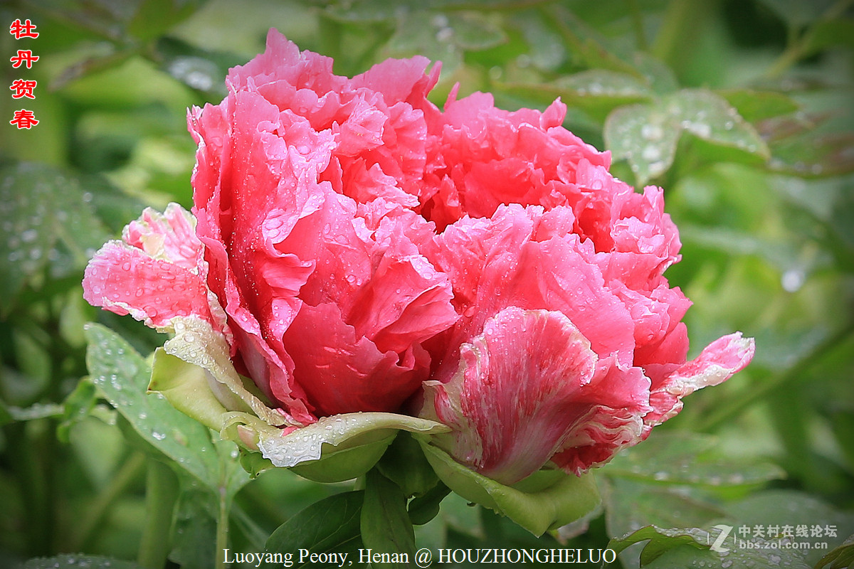 洛阳牡丹贺新春