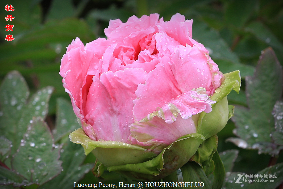 洛阳牡丹贺新春