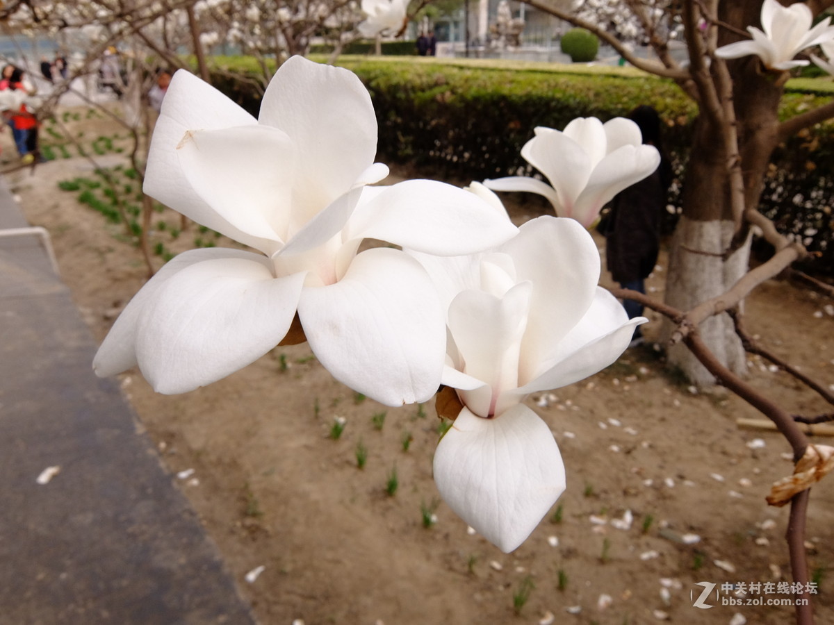 校园飘香白玉兰