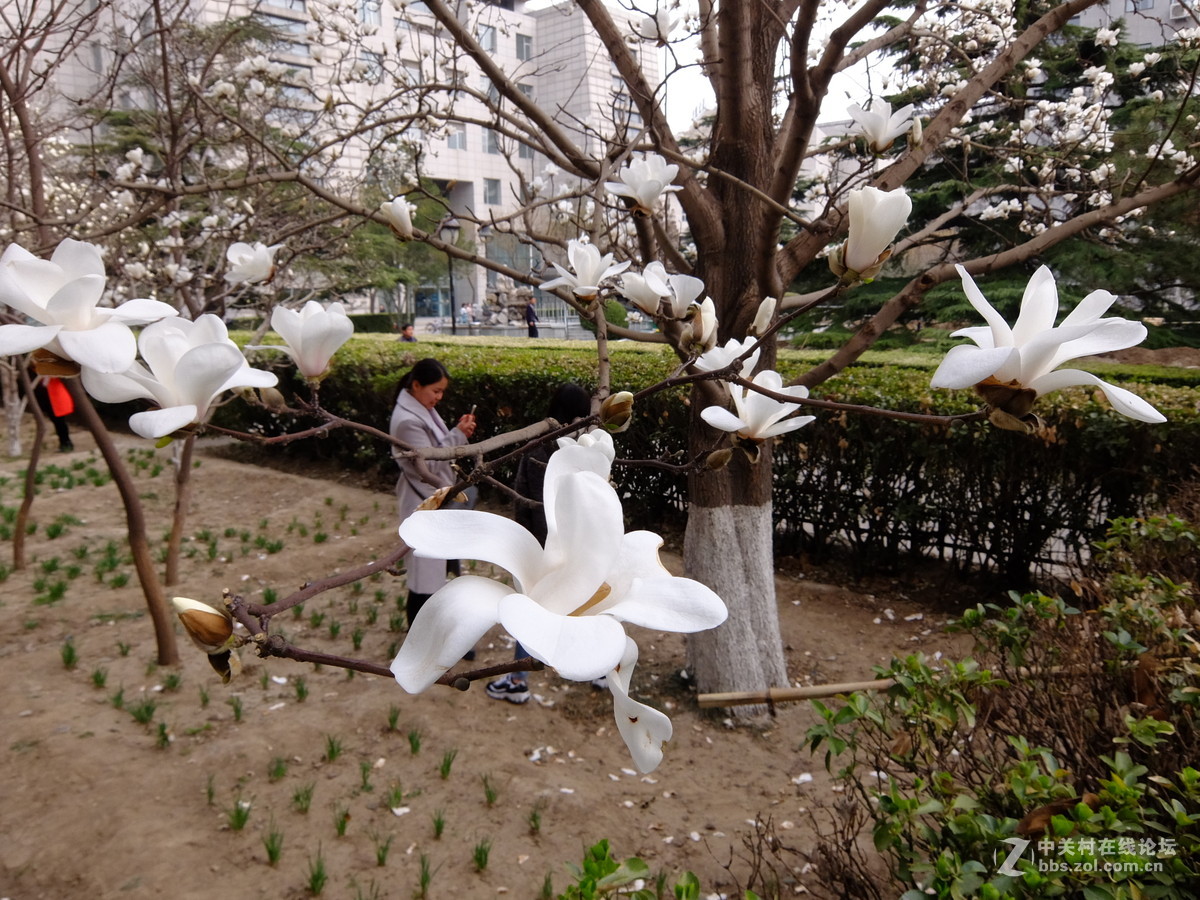 校园飘香白玉兰