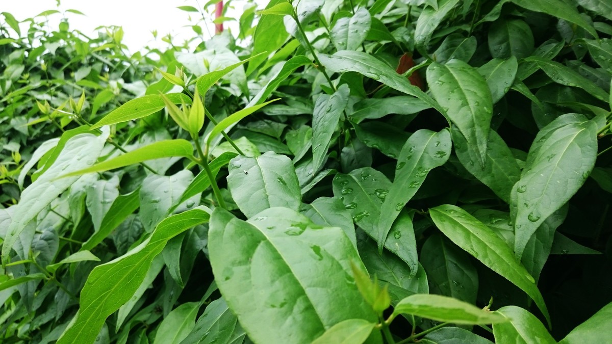 索尼Z3试拍