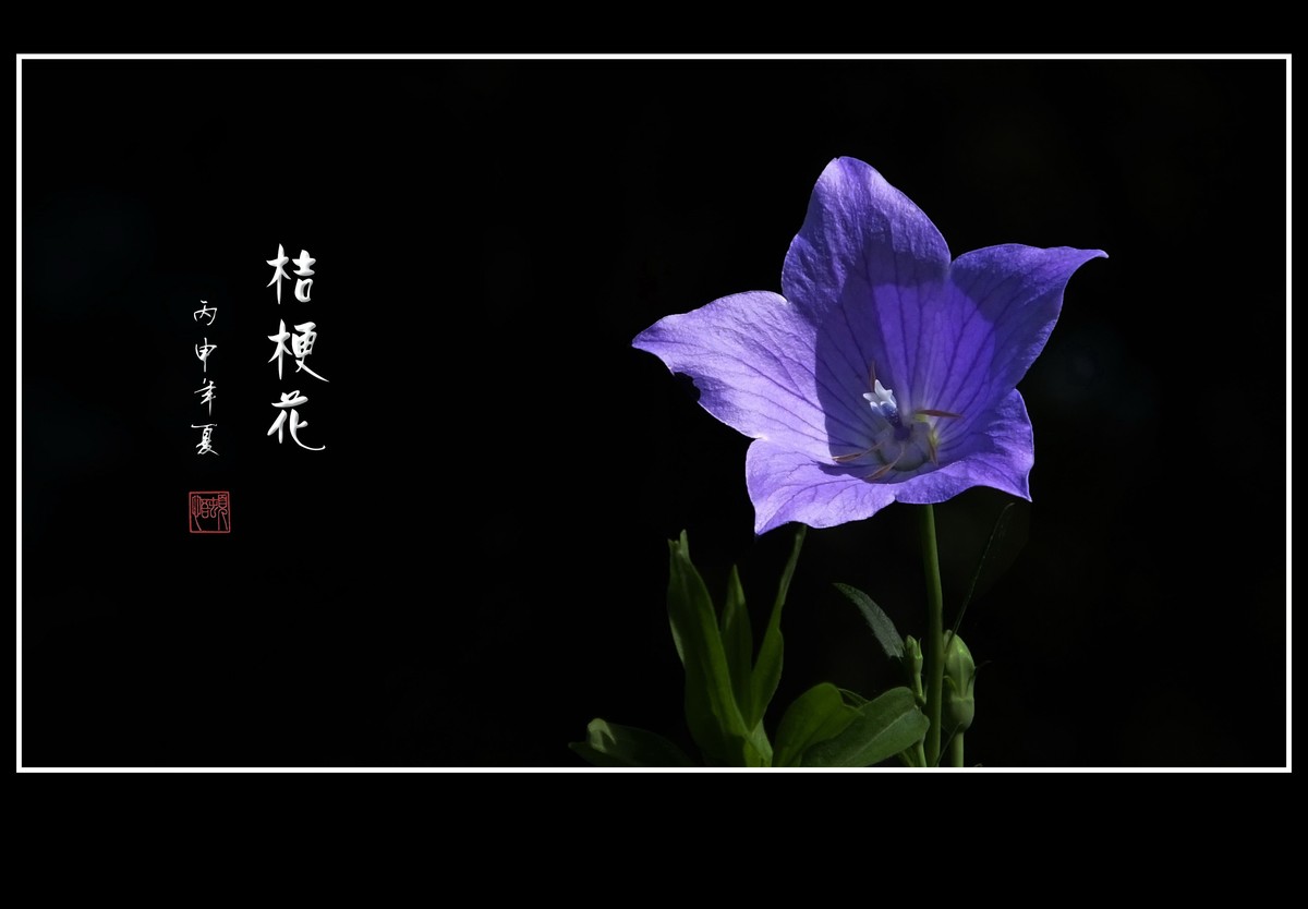 蓝色的星星桔梗花