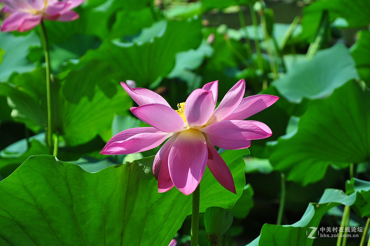 秋荷