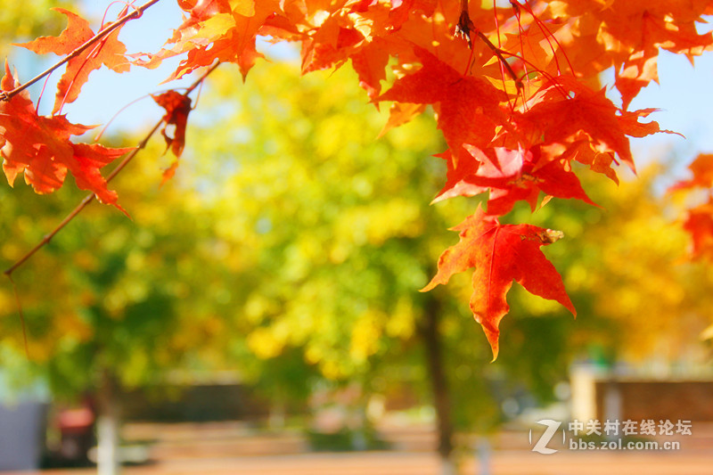 闲拍葛西河的枫