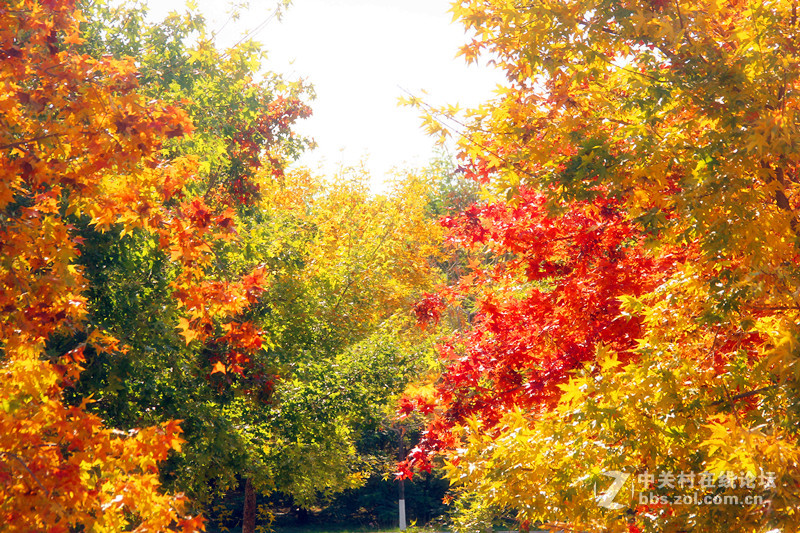 闲拍葛西河的枫