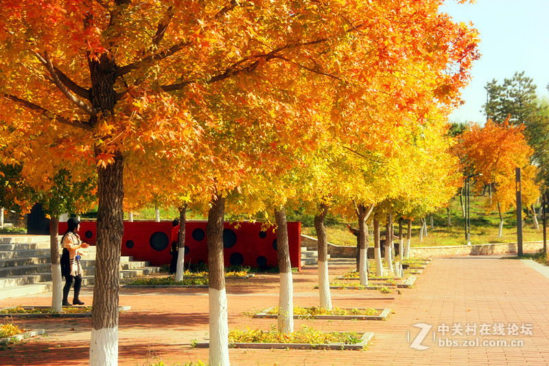 闲拍葛西河的枫