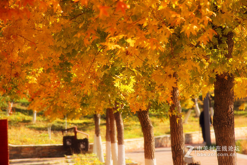 闲拍葛西河的枫