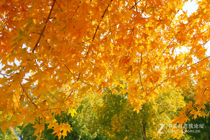 闲拍葛西河的枫