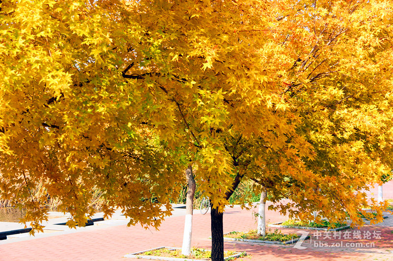闲拍葛西河的枫
